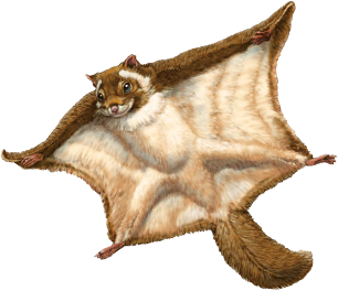 ムササビ