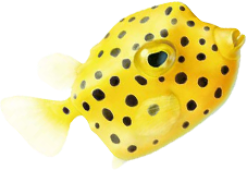 ふぐ